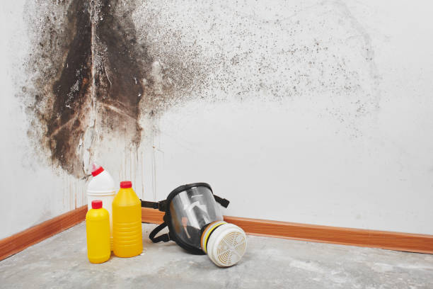 Best Professional Mold Removal  in Pine Island Center, FL