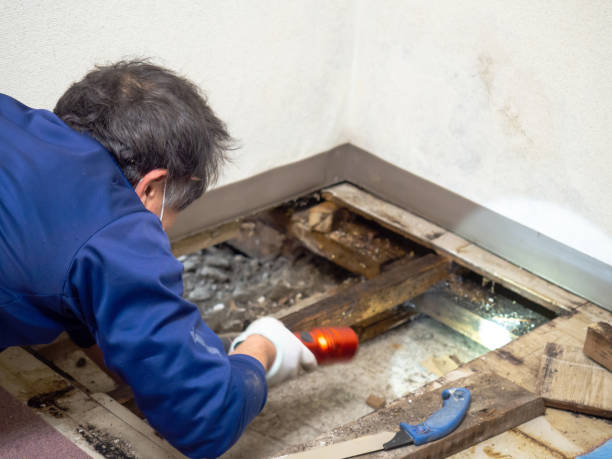 Best Same-Day Mold Removal  in Pine Island Center, FL