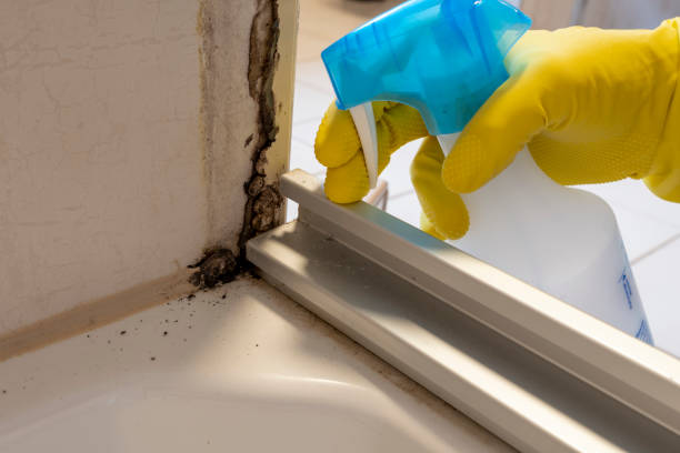 Professional Mold Removal in Pine Island Center, FL