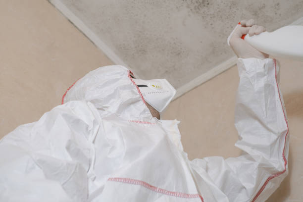 Best Black Mold Removal  in Pine Island Center, FL