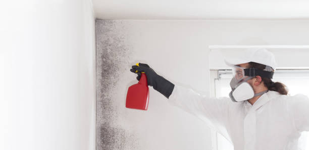 Best Commercial Mold Removal  in Pine Island Center, FL