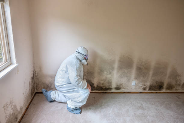 Best Commercial Mold Removal  in Pine Island Center, FL