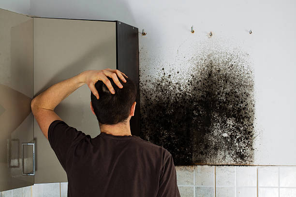 Best Mold Cleaning Services  in Pine Island Center, FL