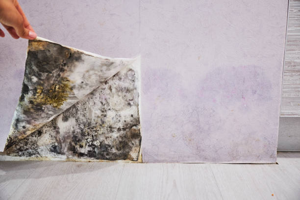 Certified Mold Removal in Pine Island Center, FL